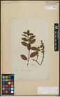 Foto von Salix arbuscula L.